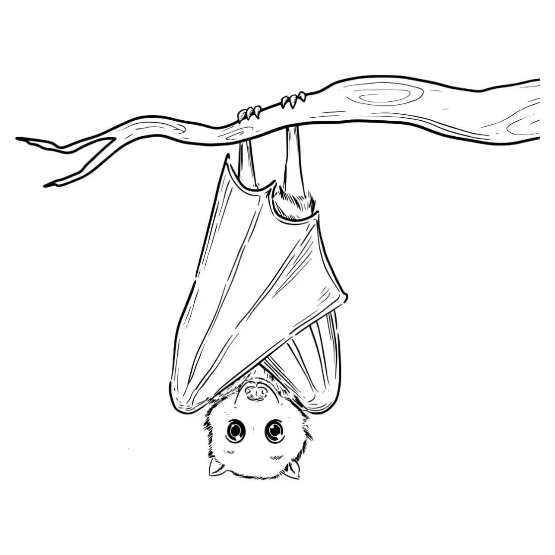 Free Bat Picture To Color In