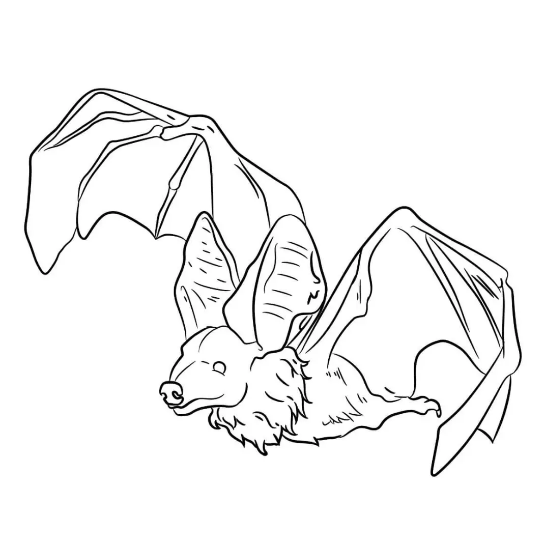 Free Bat Picture To Color In