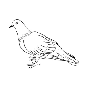 Free Bird Picture To Color In