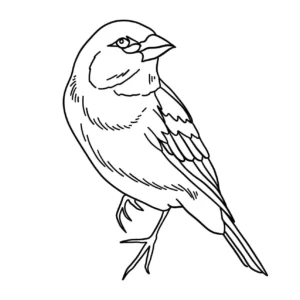 Free Bird Picture To Color In
