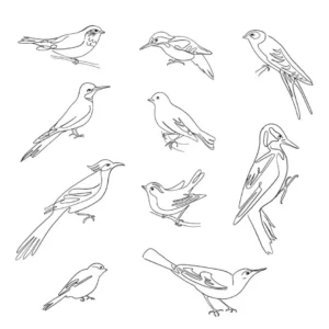 Free Bird Picture To Color In