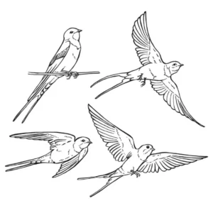 Free Bird Picture To Color In