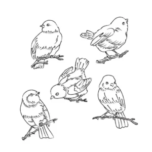 Free Bird Picture To Color In