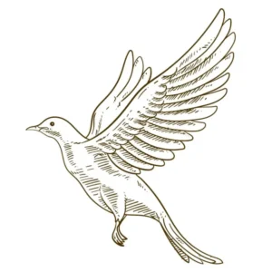 Free Bird Picture To Color In