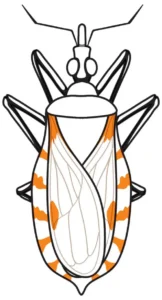 Free Bug Picture To Color In