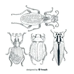 Free Bug Picture To Color In