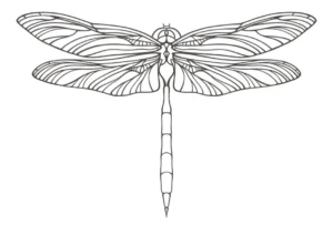 Free Dragonfly Picture To Color In