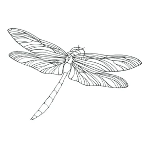 Free Dragonfly Picture To Color In