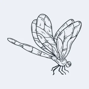 Free Dragonfly Picture To Color In