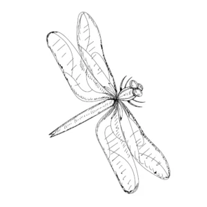 Free Dragonfly Picture To Color In