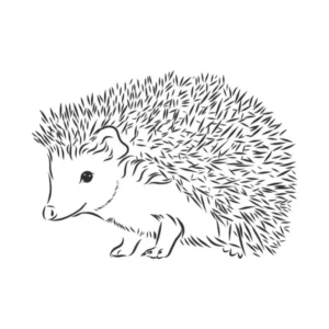 Free Hedgehog Picture To Color In