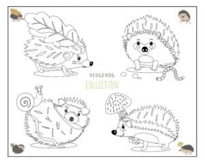 Free Hedgehog Picture To Color In