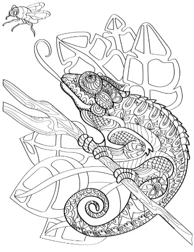 Free Lizard Picture To Color In