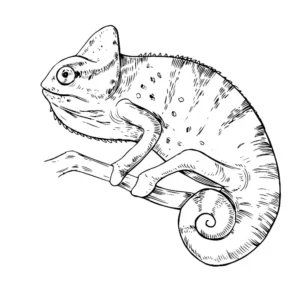 Free Lizard Picture To Color In
