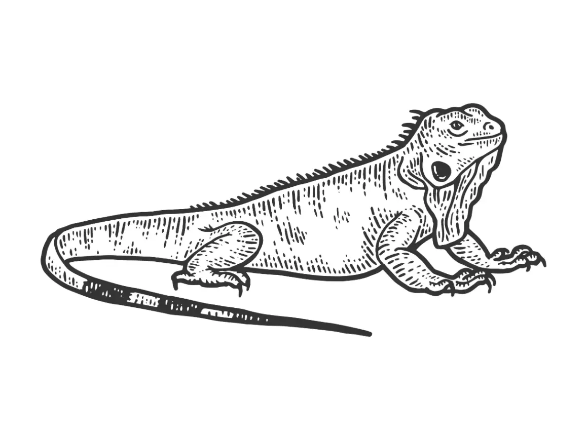 Free Lizard Picture To Color In