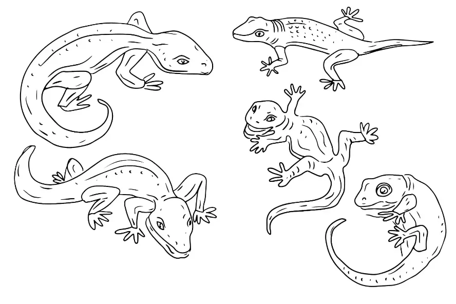 Free Lizard Picture To Color In