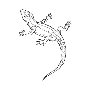 Free Lizard Picture To Color In