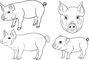 Free Pig Picture To Color In