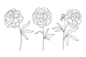 Free Plants And Flowers Picture To Color In