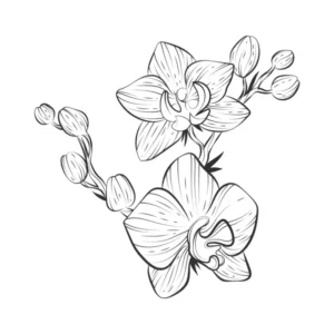 Free Plants And Flowers Picture To Color In