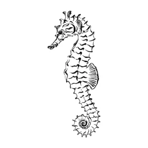 Free Seahorse Picture To Color In
