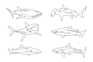 Free Shark Picture To Color In
