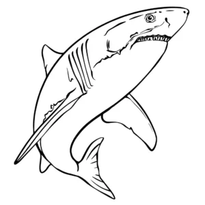 Free Shark Picture To Color In