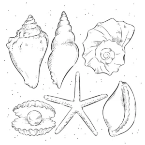 Free Shell Picture To Color In