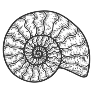Free Shell Picture To Color In