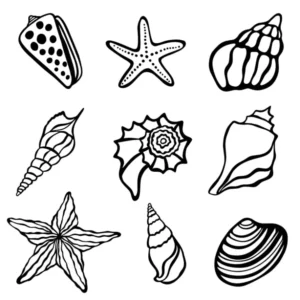Free Shell Picture To Color In