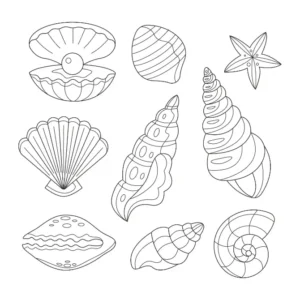 Free Shell Picture To Color In