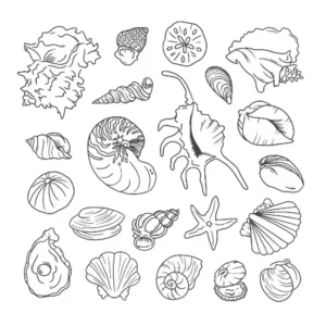 Free Shell Picture To Color In
