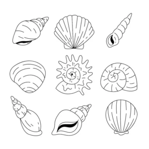 Free Shell Picture To Color In