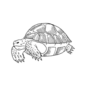 Free Turtle Picture To Color In