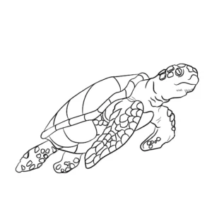 Free Turtle Picture To Color In