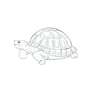 Free Turtle Picture To Color In
