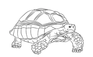 Free Turtle Picture To Color In