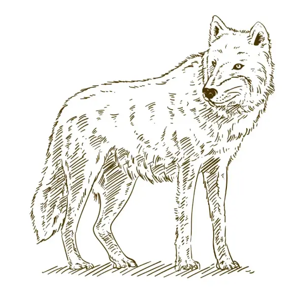 Remove “Free Wolf Picture To Color In 76” from Bulk EditFree Wolf Picture To Color In
